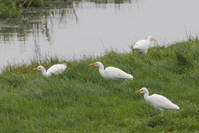 Koereiger