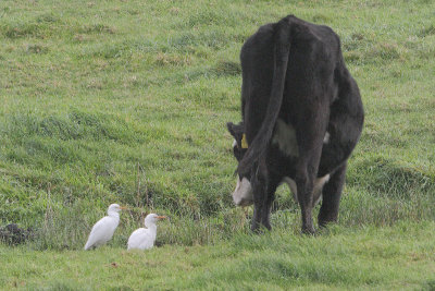 Koereiger