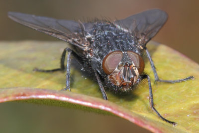Calliphora vicina - Common Blow Fly