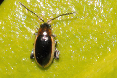 Longitarsus dorsalis