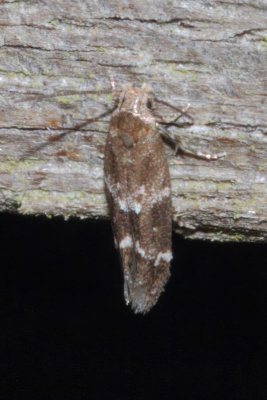 Mompha subbistrigella