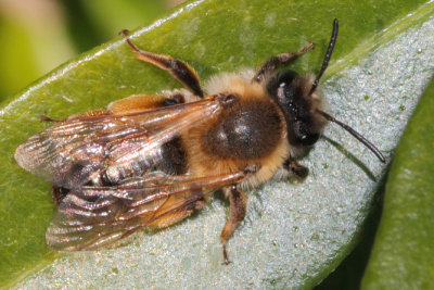 Andrena tibialis - Grey-gastered Mining Bee