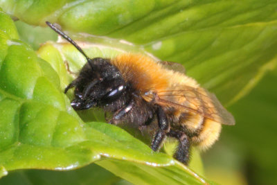 Andrena fulva - Tawny Mining Bee