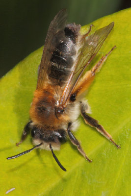 Andrena tibialis - Grey-gastered Mining Bee