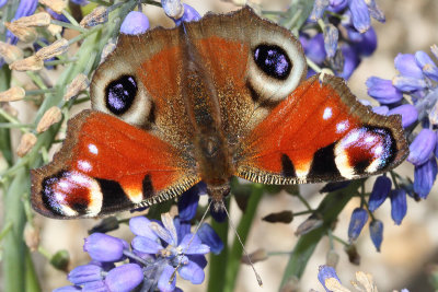 Aglais io - Peacock