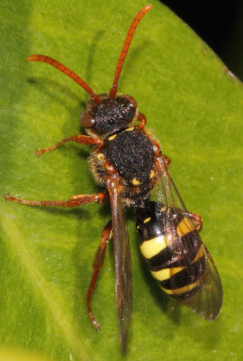 Nomada marshamella - Marsham's Nomad Bee