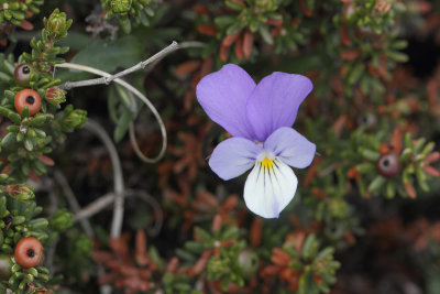 Viola tricolor subsp. curtisii - Dune Pansy