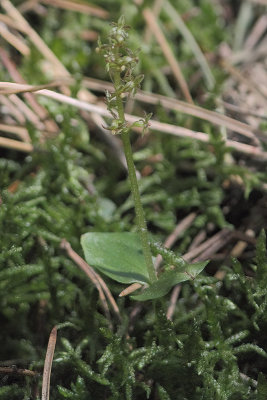 Neottia cordata - Lesser Twayblade