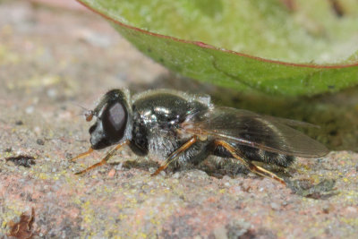 Cheilosia caerulescens - Houseleek Blacklet