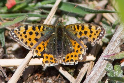 Issoria lathonia - Queen of Spain Fritillary