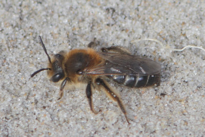 Andrena barbilabris - Long-lipped Mining Bee