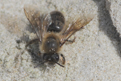 Colletes cunicularius - Early Cellophane Bee
