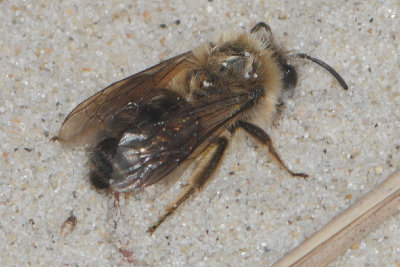 Colletes cunicularius - Early Cellophane Bee