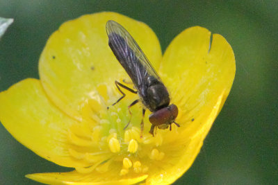 Platycheirus albimanus - Grey-spotted Sedgesitter