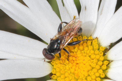 Tropidia scita - Tooth-thighed Hoverfly