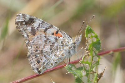 Vanessa cardui - Painted Lady