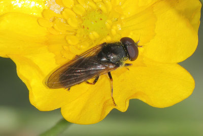 Cheilosia pagana - Parsley Blacklet