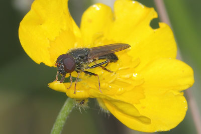 Cheilosia pagana - Parsley Blacklet
