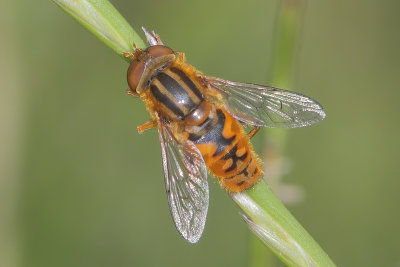 Parhelophilus versicolor - Marsh Stripeback