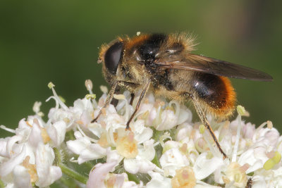 Cheilosia illustrata - Bumblebee Blacklet