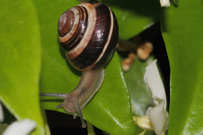 Zwartgerande Tuinslak