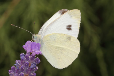 Pieris mannii - Southern Small White
