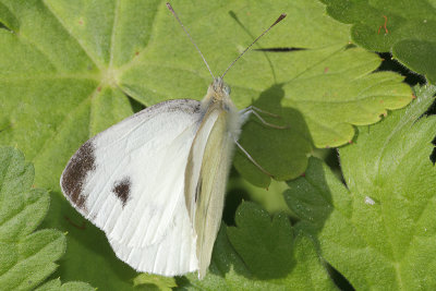 Pieris mannii - Southern Small White