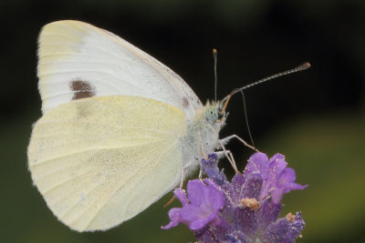 Pieris mannii - Southern Small White