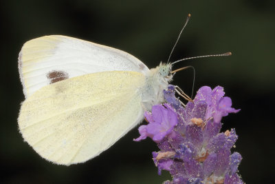 Pieris mannii - Southern Small White