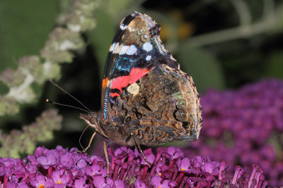 Vanessa atalanta- Red Admiral