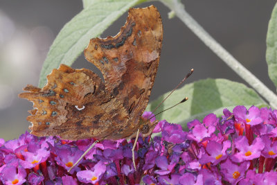 Polygonia c-album