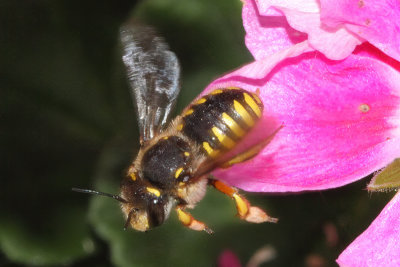 Anthidium manicatum - Common Wool Carder Bee