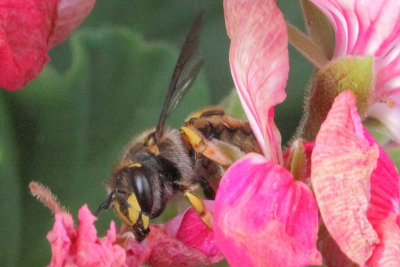 Anthidium manicatum - Common Wool Carder Bee