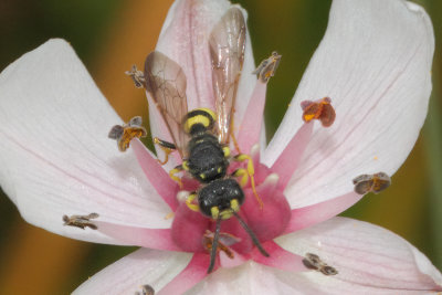 Cerceris rybyensis - Ornate Tailed Digger Wasp