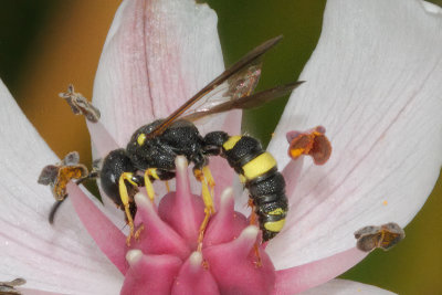 Cerceris rybyensis - Ornate Tailed Digger Wasp