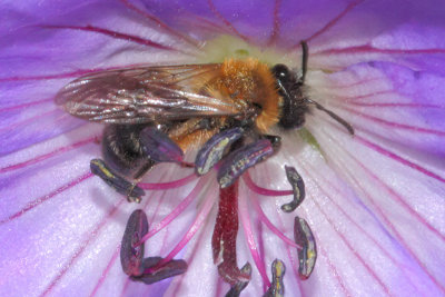 Andrena bicolor - Gwynne's Mining Bee