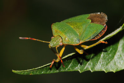 Palomena prasina