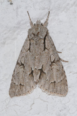 Acronicta tridens / psi