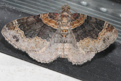Xanthorhoe ferrugata - Dark-barred Twin-spot Carpet