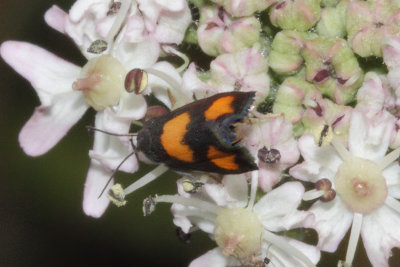 Pammene aurana