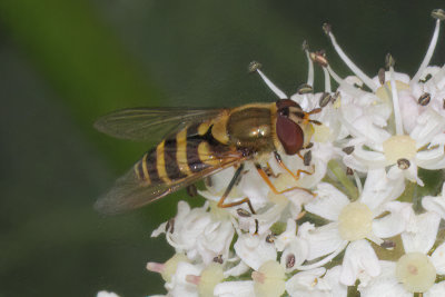Syrphus vitripennis - Black-thighed Flower Fly