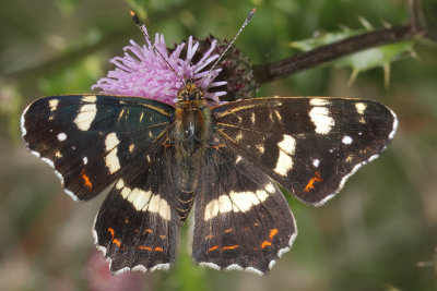 Araschnia levana - Map Butterfly