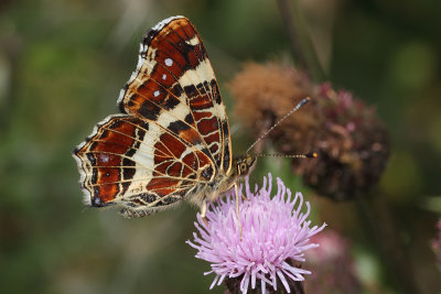 Araschnia levana - Map Butterfly
