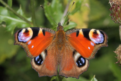 Aglais io - Peacock