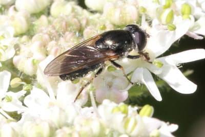 Cheilosia proxima - Dull-bellied Blacklet