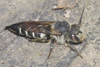 Coelioxys inermis - Shiny-vented Sharp-tail Bee