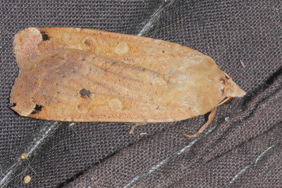 Noctua pronuba - Large Yellow Underwing