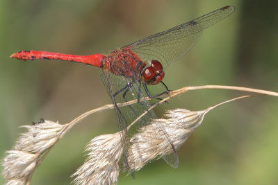 Sympetrum sanguineum - Ruddy Darter