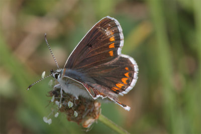 Aricia agestis