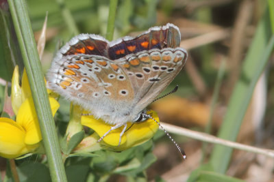 Aricia agestis